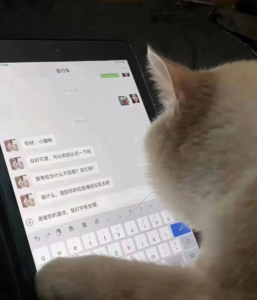 日用一自行车年1028你好，小猫咪你好可爱，可以和你认识一下