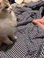 喵🖐🏻