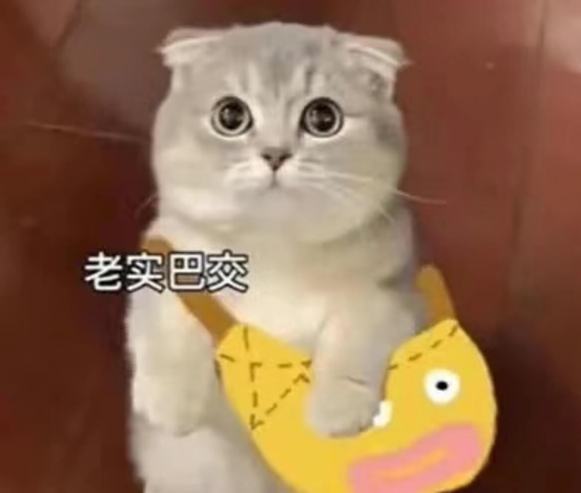 老实巴交