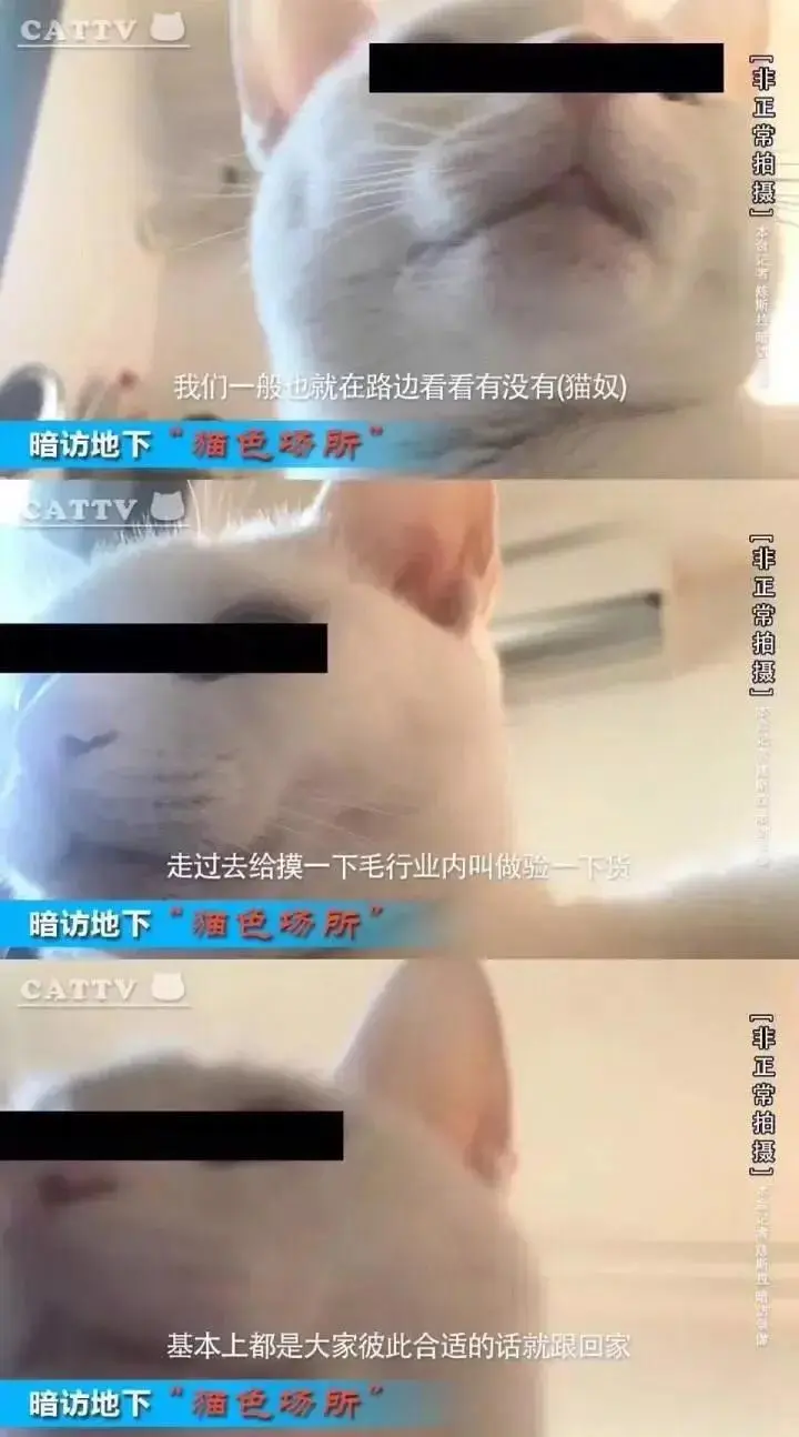 CATTV【非正常拍摄】我们一般也就在路边看看有没有(猫奴)