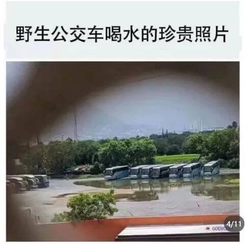 野生公交车喝水的珍贵照片GOVO4/11