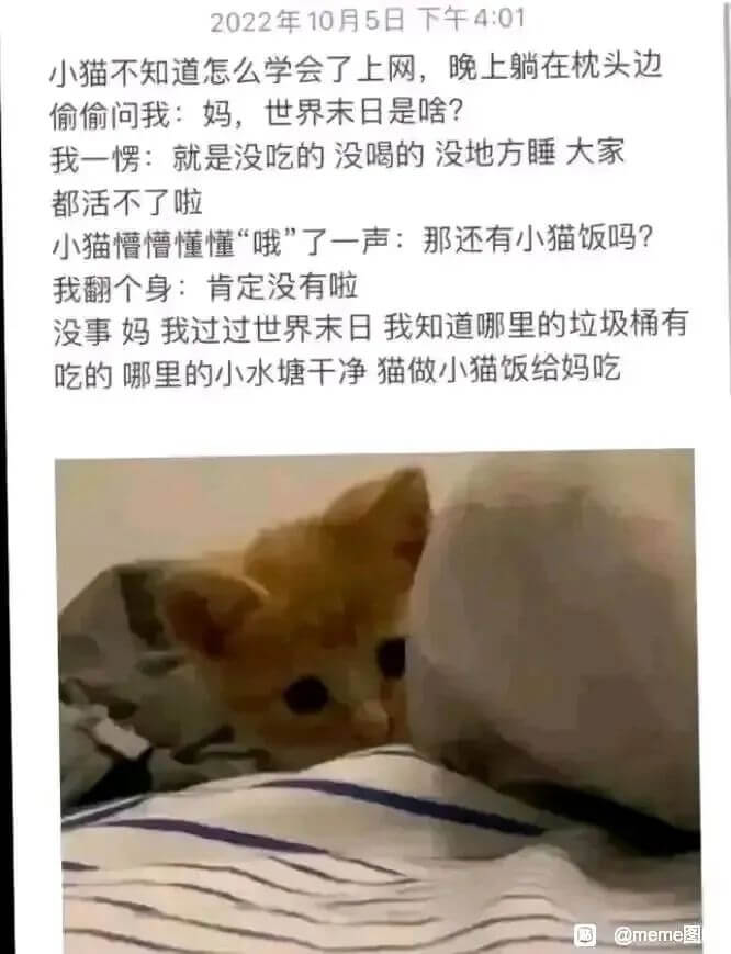 2022年10月5日下午4:01小猫不知道怎么学会了上网，晚