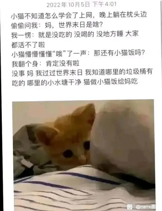 2022年10月5日下午4:01小猫不知道怎么学会了上网，晚