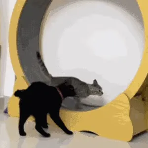 梗图