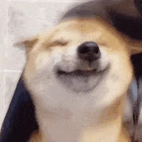 是小甜狗，不是小舔狗