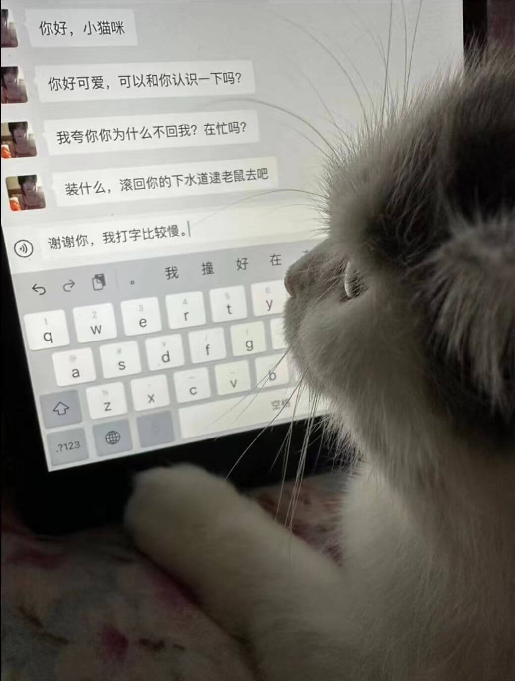 你好，小猫咪你好可爱，可以和你认识一下吗？我夸你你为什么不回