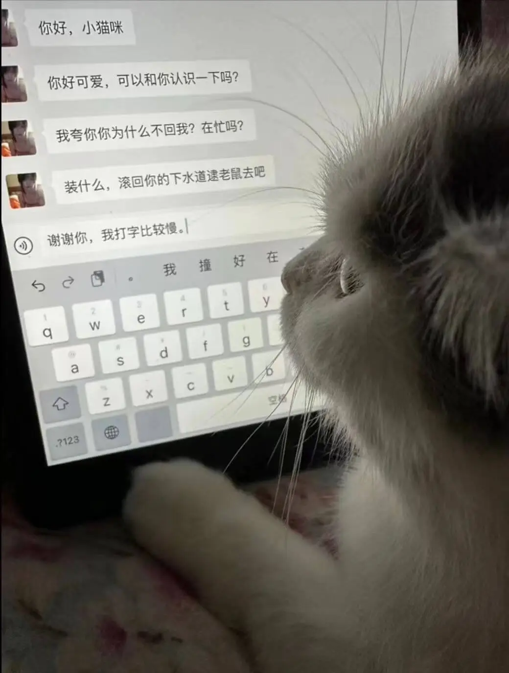 你好，小猫咪你好可爱，可以和你认识一下吗？我夸你你为什么不回