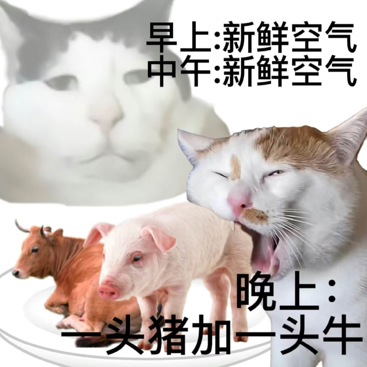 早上：新鲜空气中午：新鲜空气晚上：头猪加一头牛