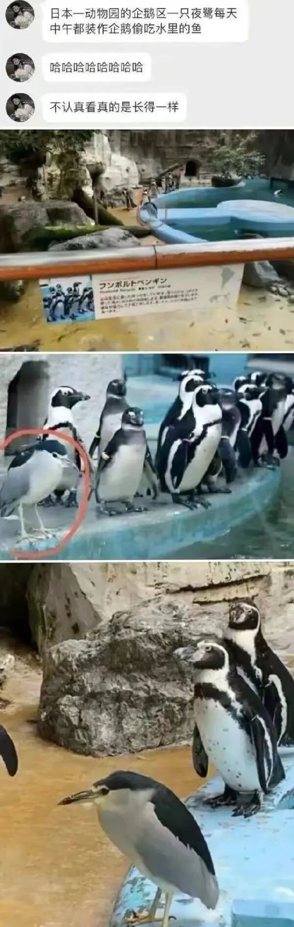 日本一动物园的企鹅区一只夜鹭每天中午都装作企鹅偷吃水里的鱼哈