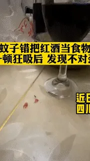 醉酒的蚊子