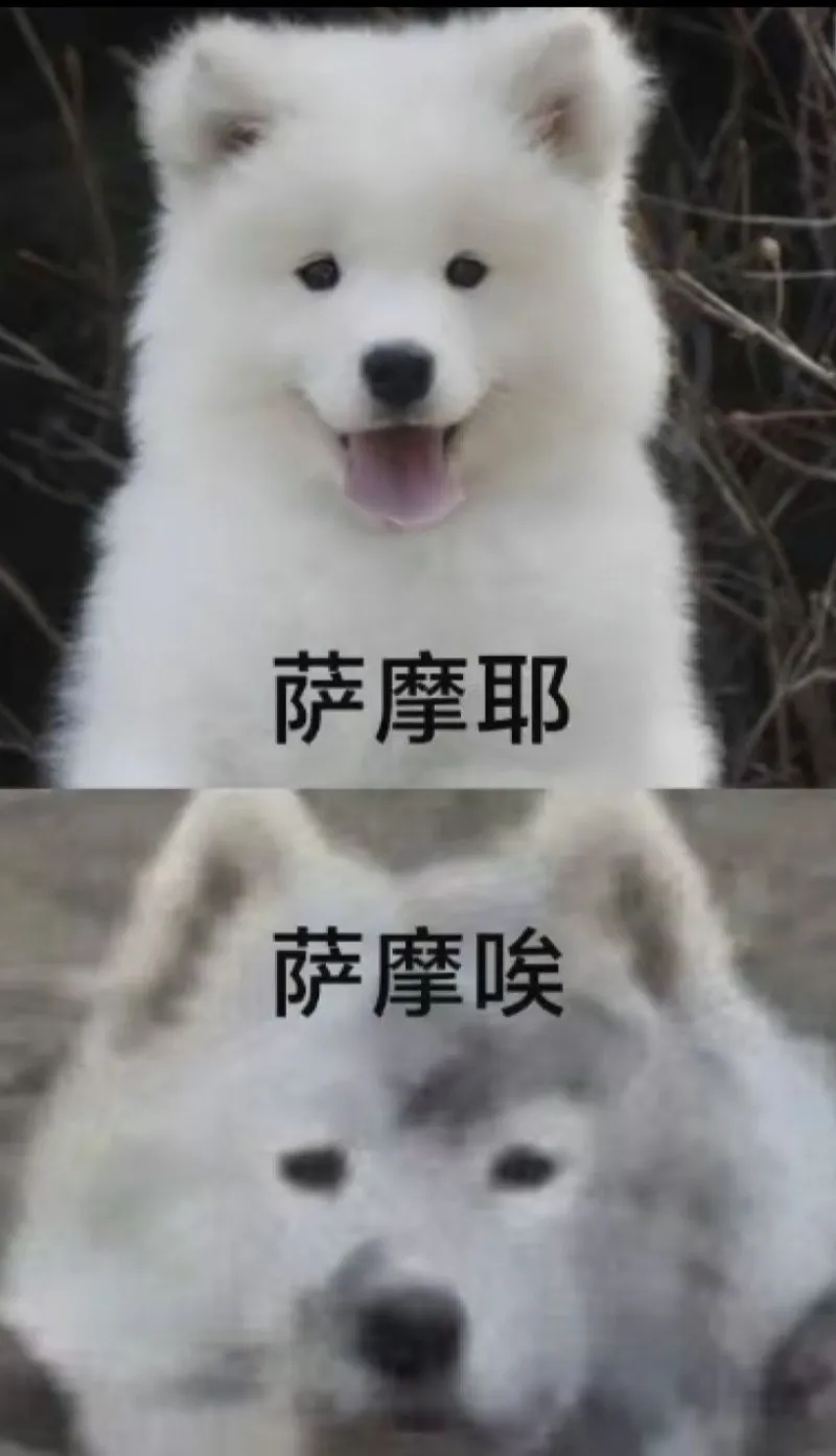 萨摩耶萨摩喉