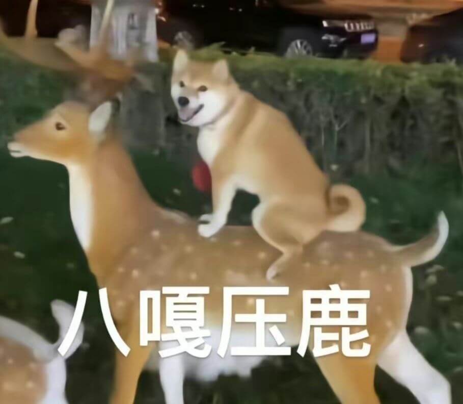 八嘎压鹿
