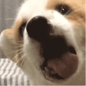 是小甜狗，不是小舔狗