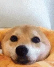 是小甜狗，不是小舔狗