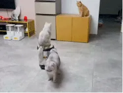 看这个图笑了一早上哈哈哈哈哈哈
