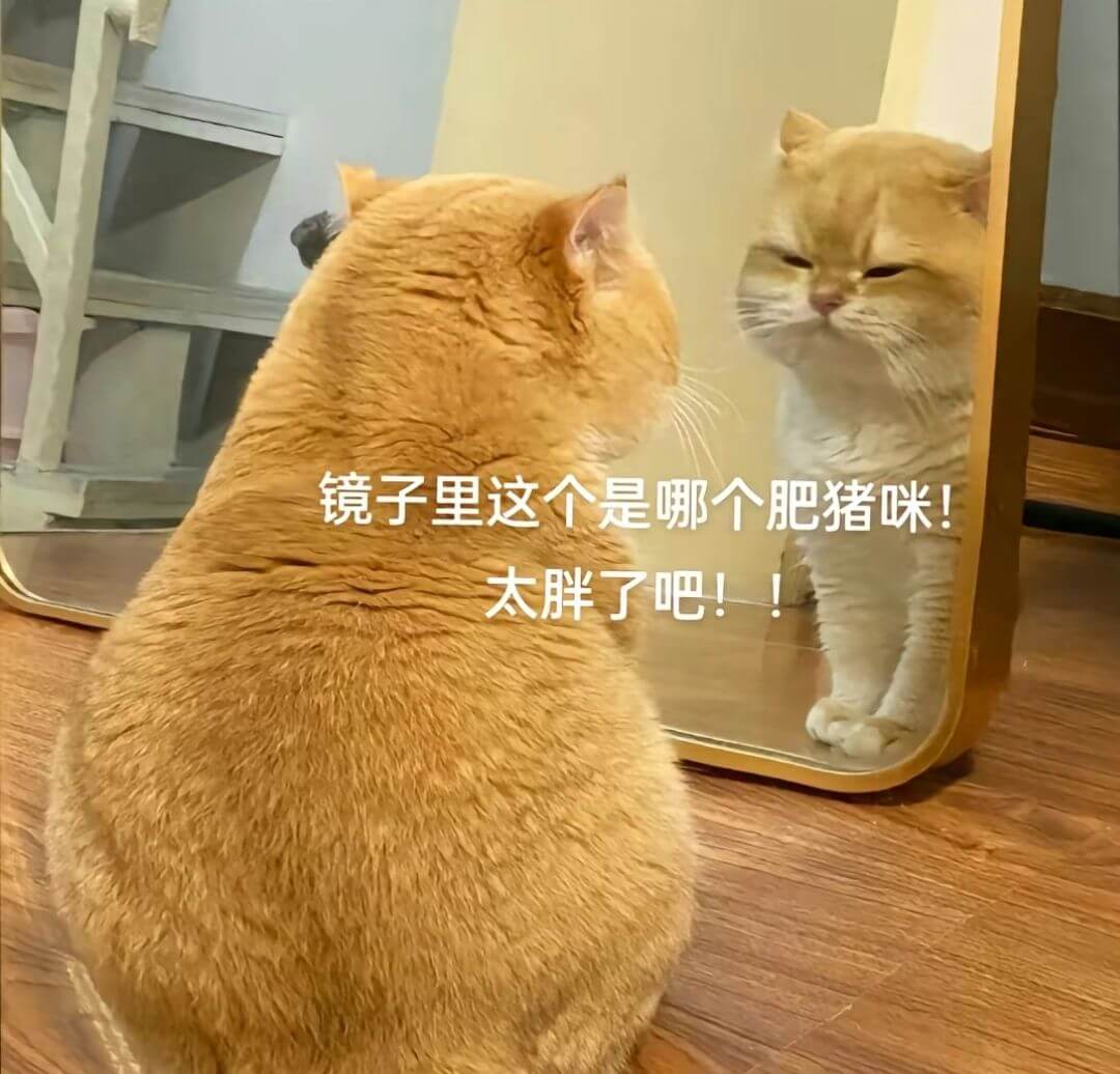 镜子里这个是哪个肥猪咪！太胖了吧！！