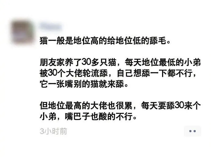 猫一般是地位高的给地位低的舔毛。朋友家养了30多只猫，每天地