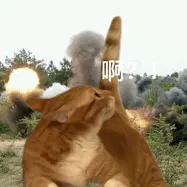 送大家一波网上搜刮的猫猫表情包
