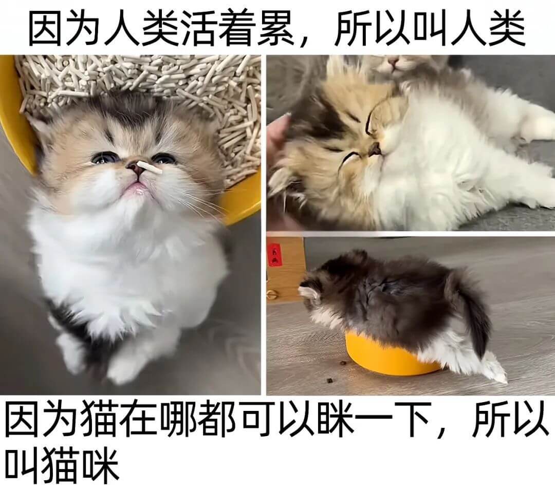 因为人类活看累，所以叫人类因为猫在哪都可以咪一下，所以叫猫咪