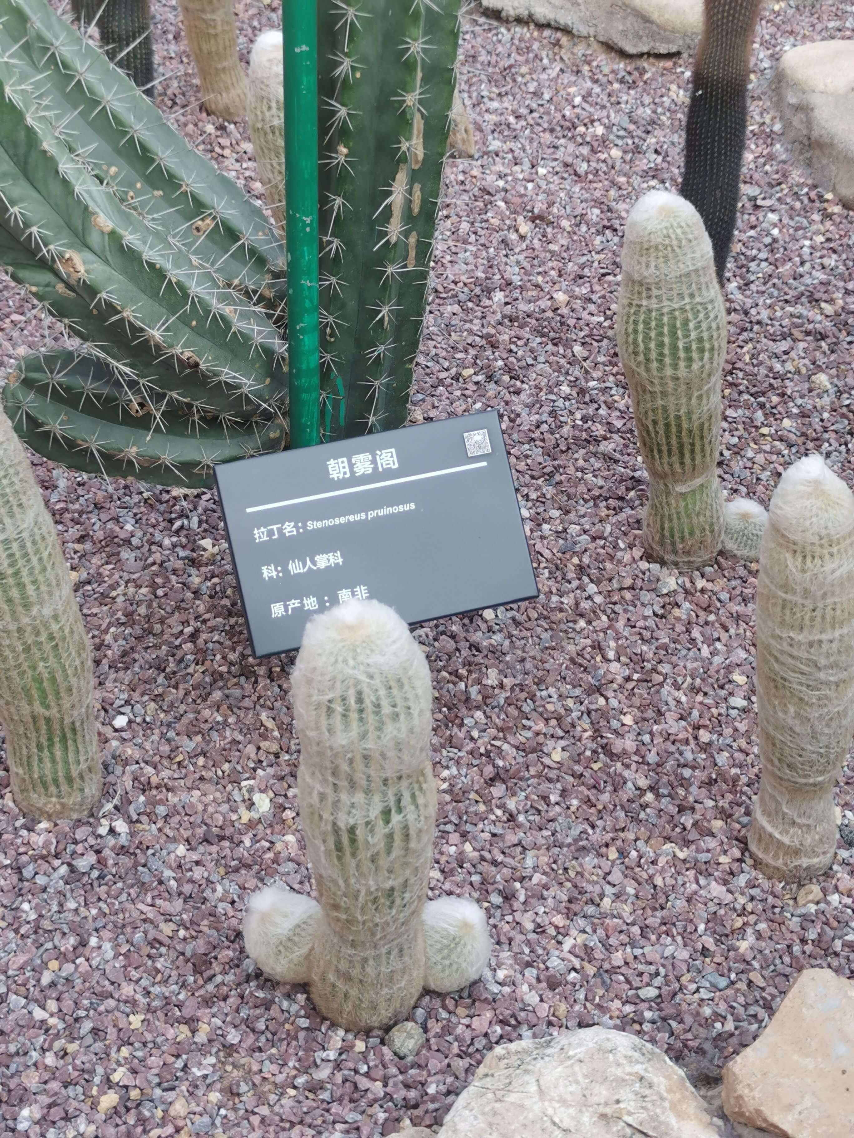 朝雾阁拉丁名：Stenosereuspruinosus科：仙