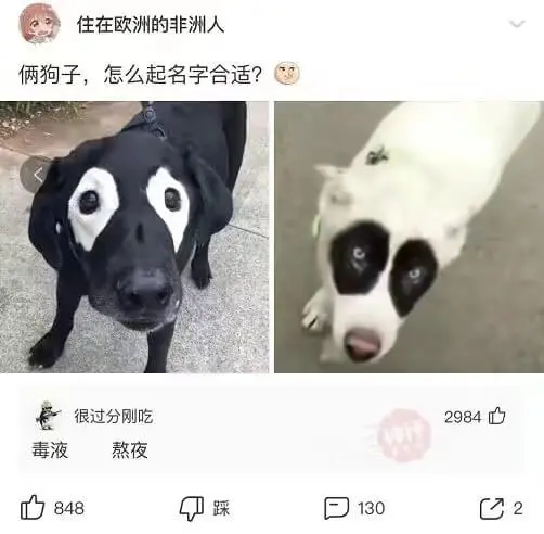 住在欧洲的非洲人俩狗子，怎么起名字合适？很过分刚吃2984毒