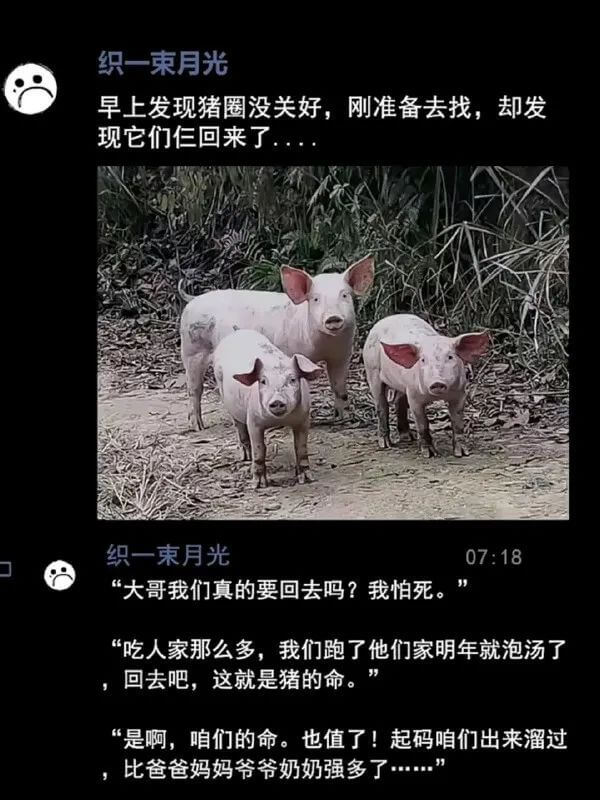 织一束月光早上发现猪圈没关好，刚准备去找，却发现它们回来了。