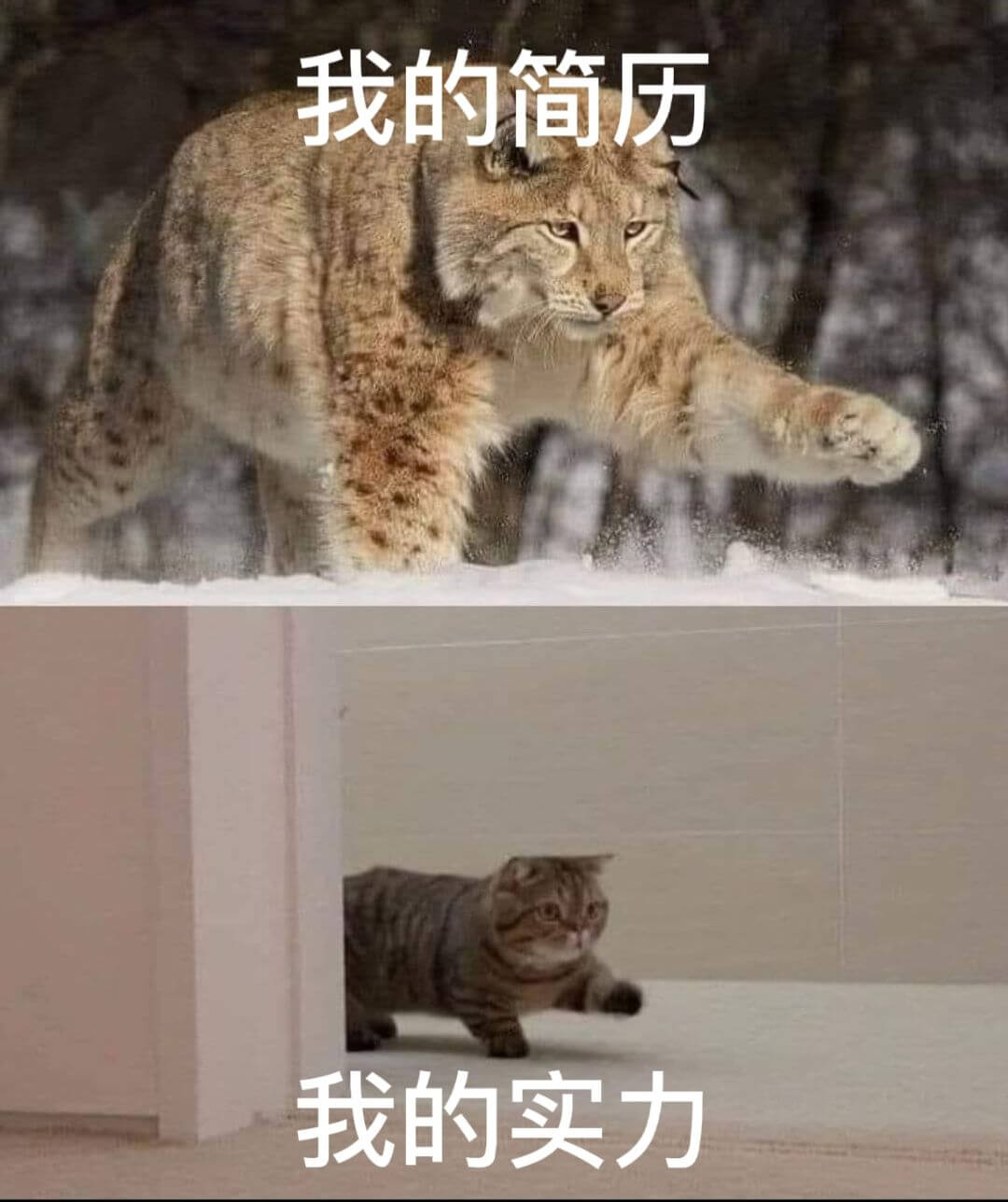 我的简历我的实力