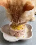 黑🦢势力