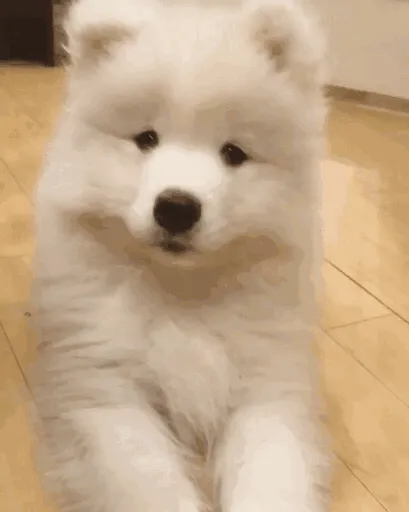 是小甜狗，不是小舔狗