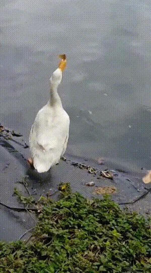 《鸭灭蝶》
