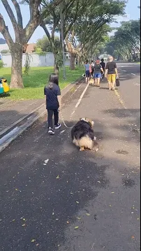这不是柯基，是压路机！