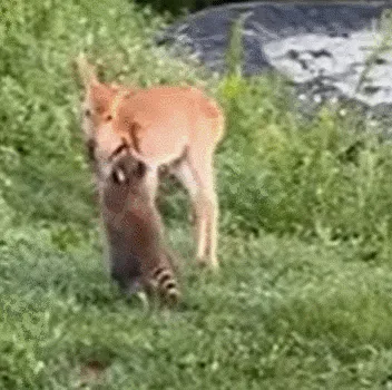 🦝呐呐呐，陪我玩嘛……