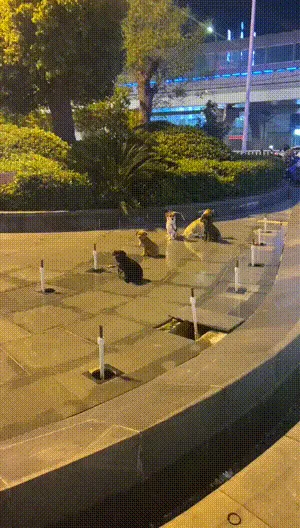 《留守狗狗没错了》